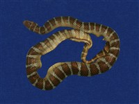 藏品(闊帶青斑海蛇)的圖片